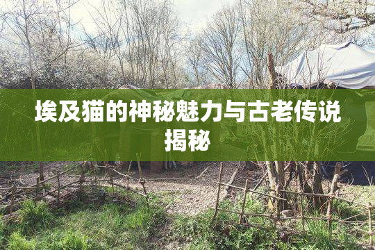 埃及猫的神秘魅力与古老传说揭秘