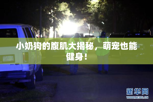 小奶狗的腹肌大揭秘，萌宠也能健身！