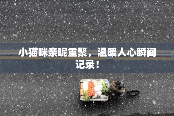 小猫咪亲昵重聚，温暖人心瞬间记录！