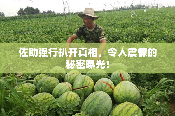 佐助强行扒开真相，令人震惊的秘密曝光！