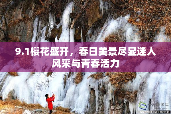 9.1樱花盛开，春日美景尽显迷人风采与青春活力
