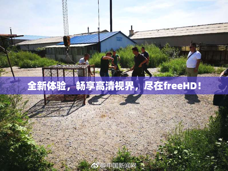 全新体验，畅享高清视界，尽在freeHD！