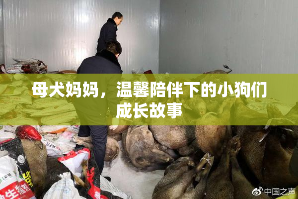 母犬妈妈，温馨陪伴下的小狗们成长故事