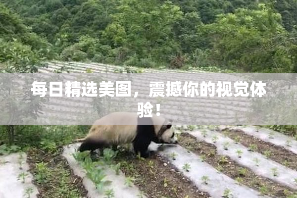 每日精选美图，震撼你的视觉体验！