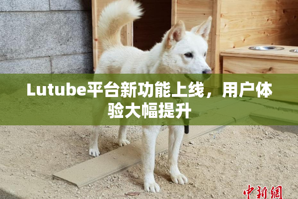 Lutube平台新功能上线，用户体验大幅提升