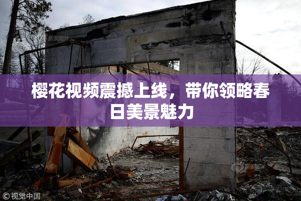 樱花视频震撼上线，带你领略春日美景魅力