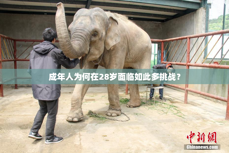 成年人为何在28岁面临如此多挑战？