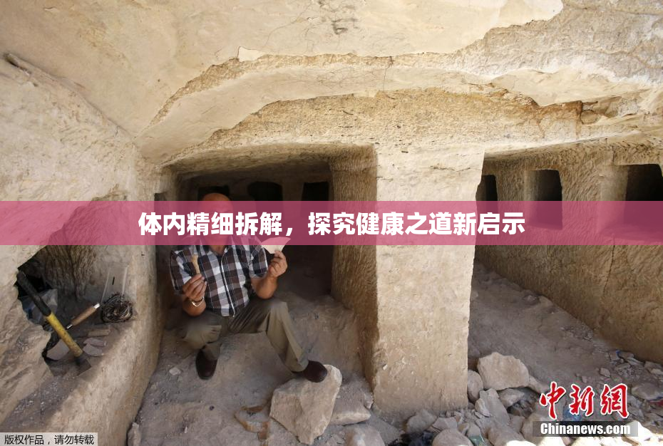 体内精细拆解，探究健康之道新启示
