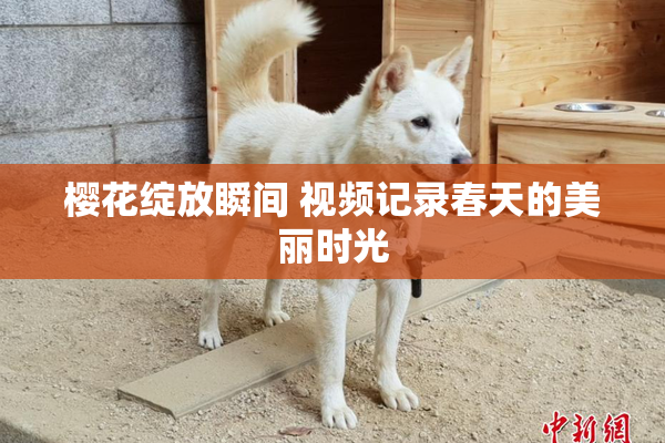 樱花绽放瞬间 视频记录春天的美丽时光