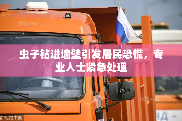 虫子钻进墙壁引发居民恐慌，专业人士紧急处理