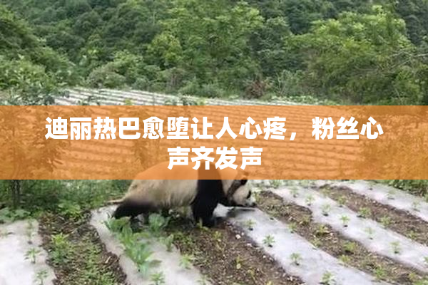 迪丽热巴愈堕让人心疼，粉丝心声齐发声