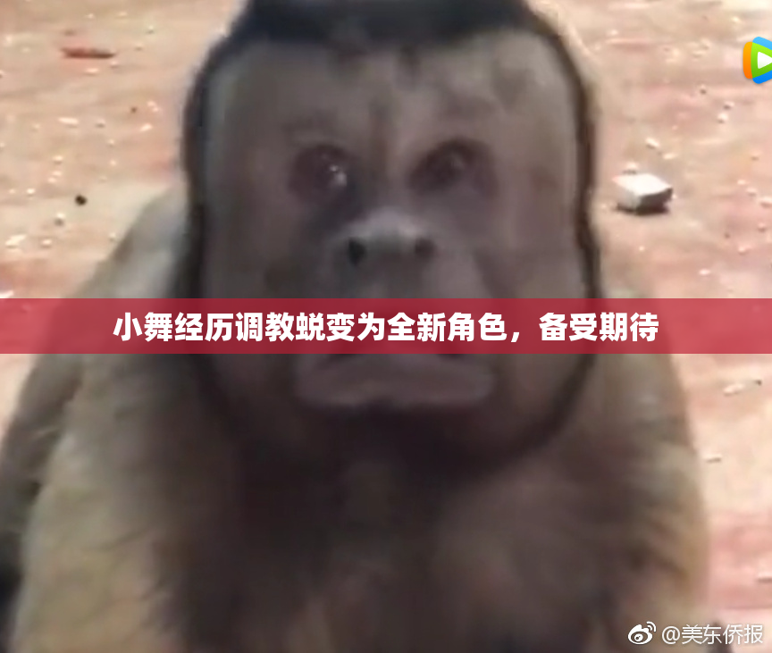 小舞经历调教蜕变为全新角色，备受期待