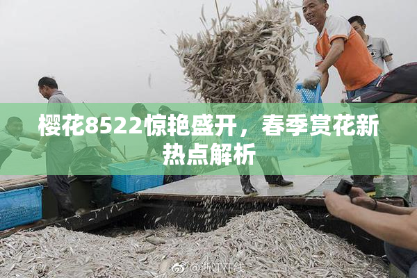樱花8522惊艳盛开，春季赏花新热点解析