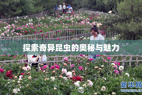 探索奇异昆虫的奥秘与魅力