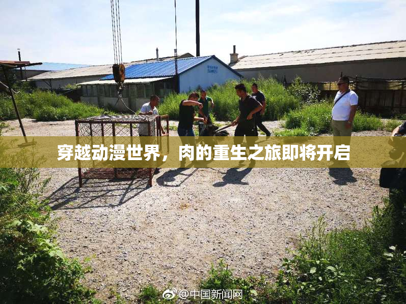 穿越动漫世界，肉的重生之旅即将开启
