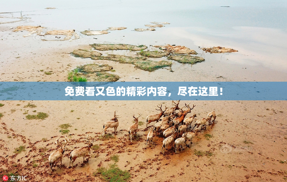 免费看又色的精彩内容，尽在这里！