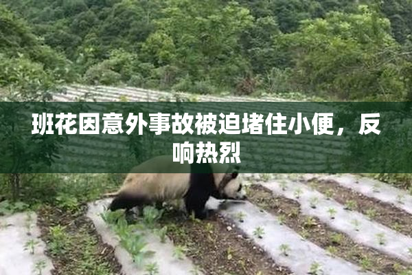 班花因意外事故被迫堵住小便，反响热烈