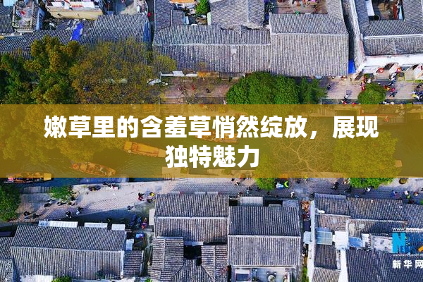 嫩草里的含羞草悄然绽放，展现独特魅力