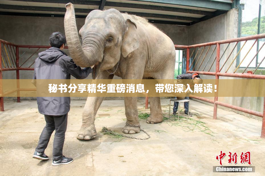秘书分享精华重磅消息，带您深入解读！