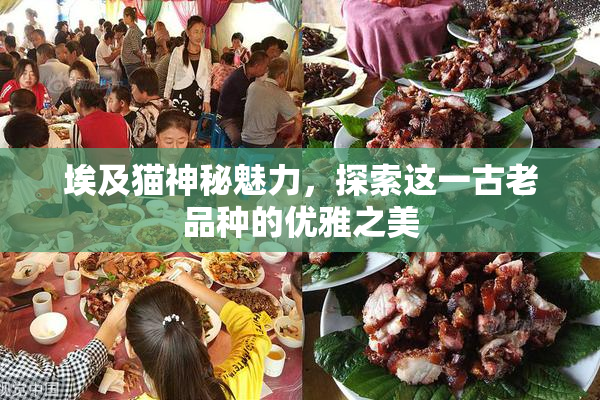 埃及猫神秘魅力，探索这一古老品种的优雅之美