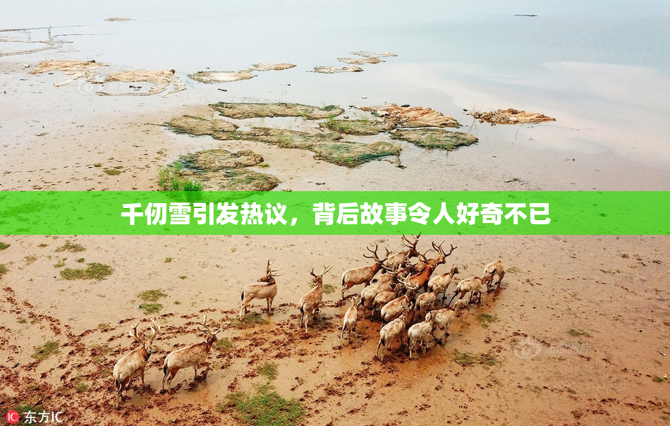 千仞雪引发热议，背后故事令人好奇不已