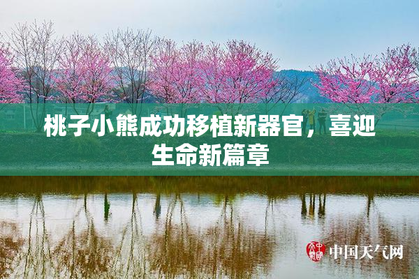 桃子小熊成功移植新器官，喜迎生命新篇章