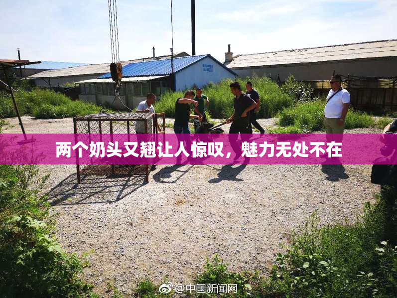 两个奶头又翘让人惊叹，魅力无处不在