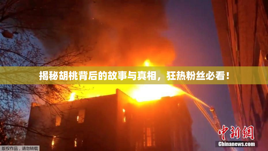 揭秘胡桃背后的故事与真相，狂热粉丝必看！