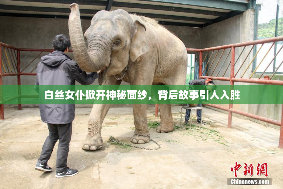 白丝女仆掀开神秘面纱，背后故事引人入胜