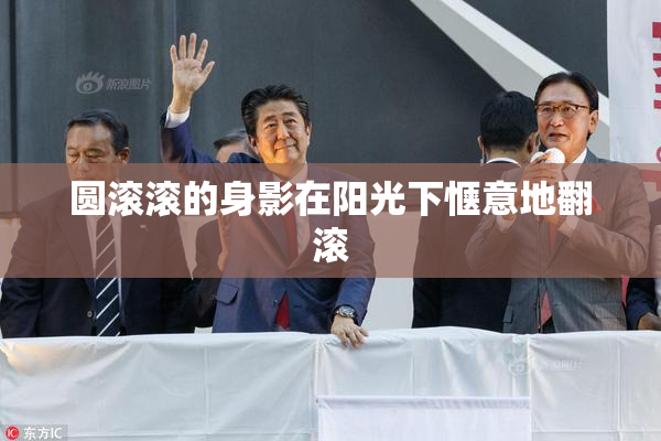 圆滚滚的身影在阳光下惬意地翻滚