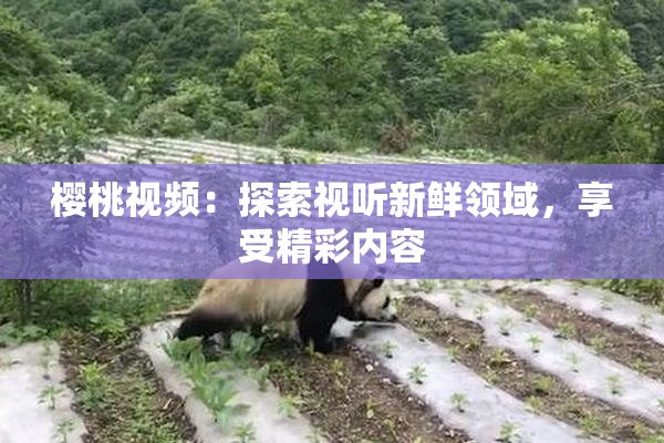 樱桃视频：探索视听新鲜领域，享受精彩内容