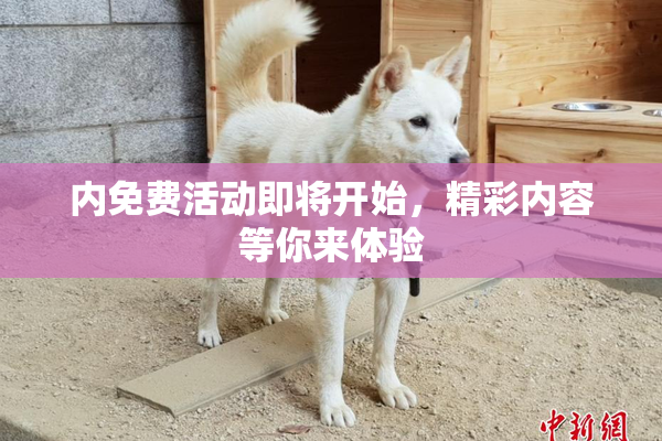 内免费活动即将开始，精彩内容等你来体验