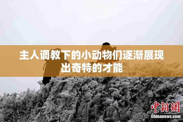 主人调教下的小动物们逐渐展现出奇特的才能