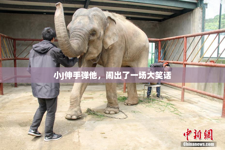 小J伸手弹他，闹出了一场大笑话
