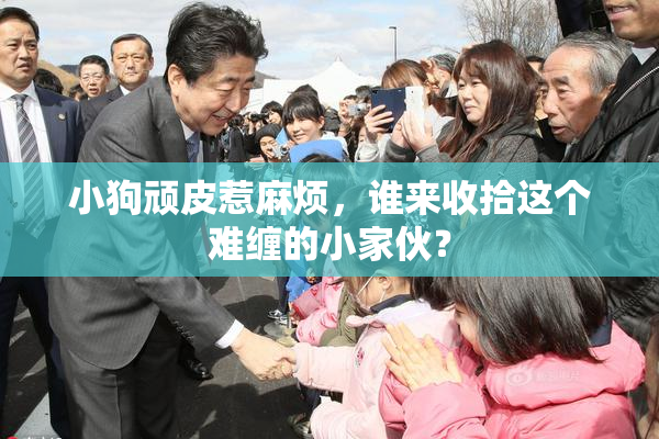 小狗顽皮惹麻烦，谁来收拾这个难缠的小家伙？