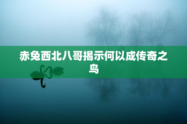 赤兔西北八哥揭示何以成传奇之鸟