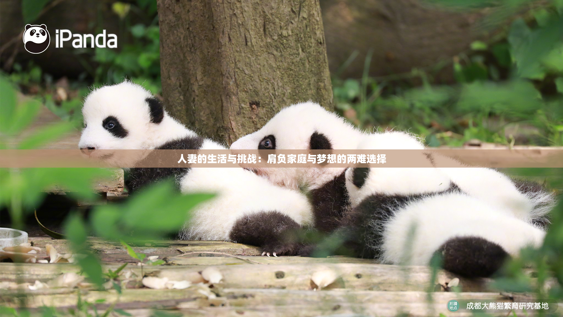 人妻的生活与挑战：肩负家庭与梦想的两难选择