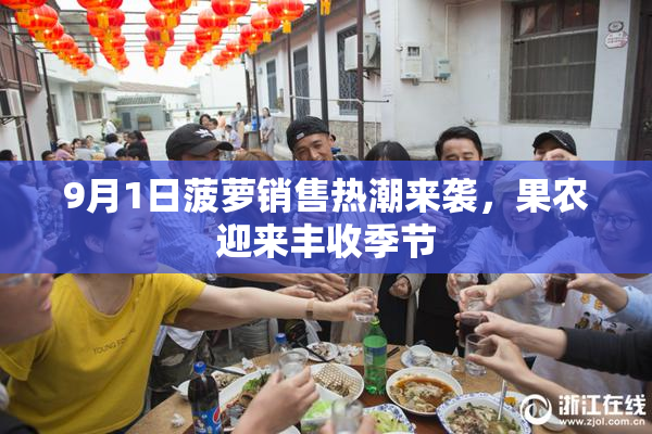 9月1日菠萝销售热潮来袭，果农迎来丰收季节