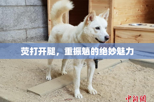荧打开腿，重振魈的绝妙魅力
