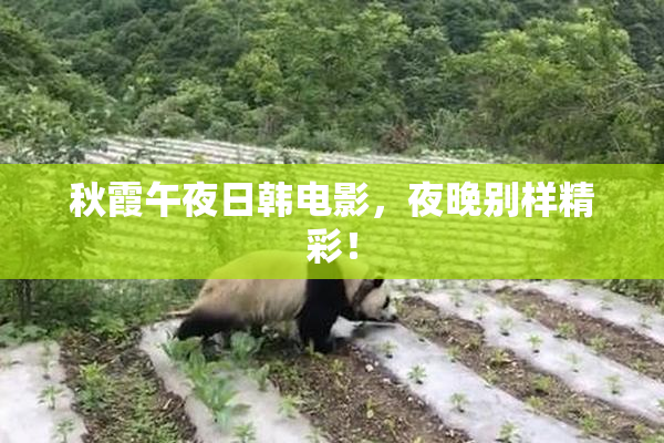 秋霞午夜日韩电影，夜晚别样精彩！