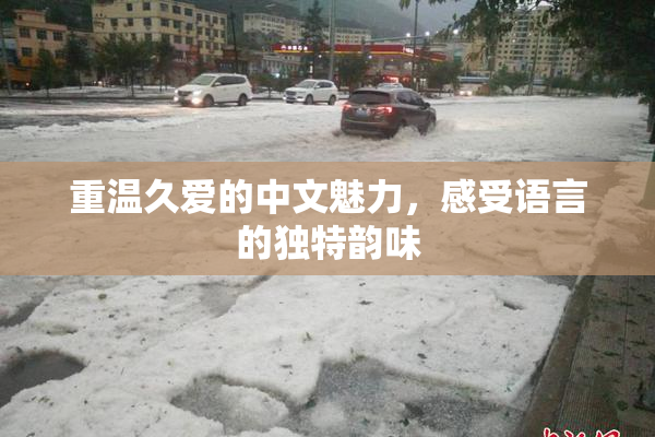重温久爱的中文魅力，感受语言的独特韵味
