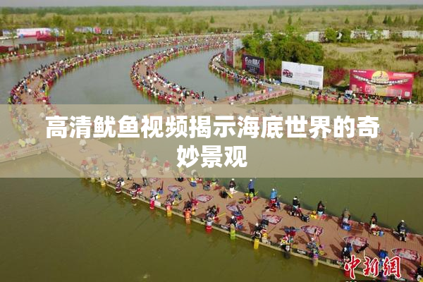 高清鱿鱼视频揭示海底世界的奇妙景观
