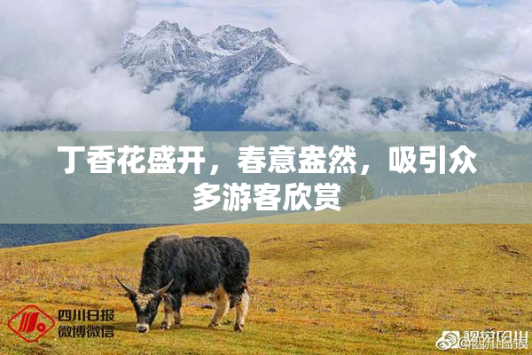 丁香花盛开，春意盎然，吸引众多游客欣赏