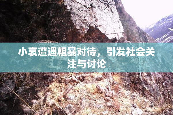 小哀遭遇粗暴对待，引发社会关注与讨论