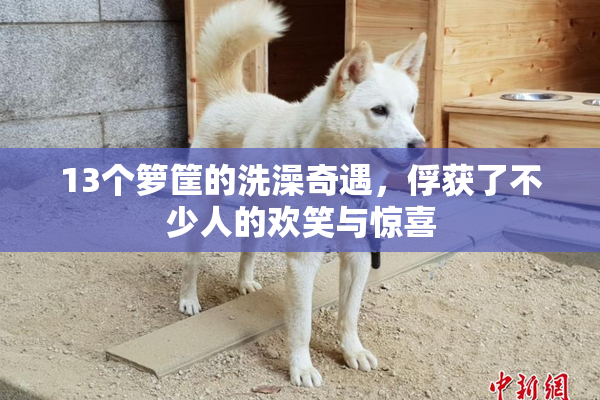 13个箩筐的洗澡奇遇，俘获了不少人的欢笑与惊喜