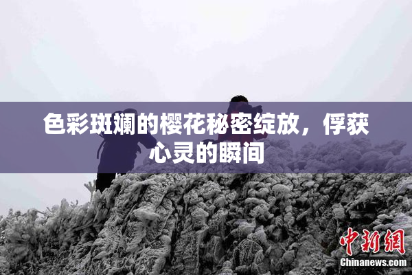 色彩斑斓的樱花秘密绽放，俘获心灵的瞬间