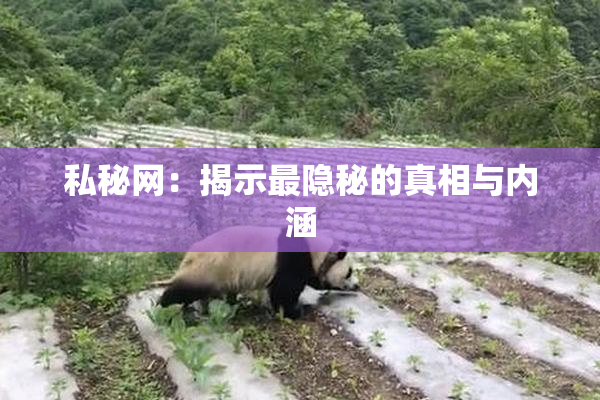私秘网：揭示最隐秘的真相与内涵