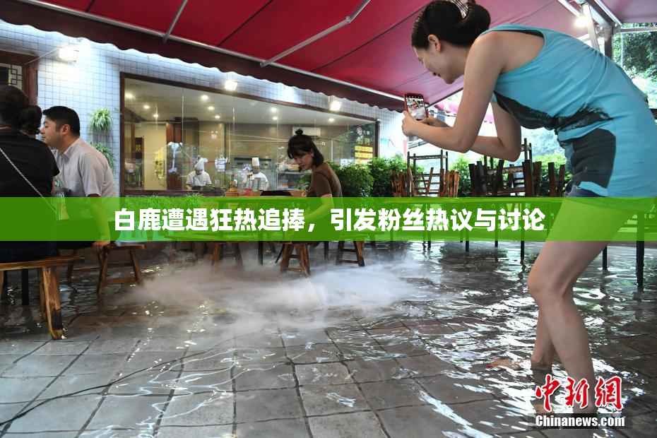 白鹿遭遇狂热追捧，引发粉丝热议与讨论