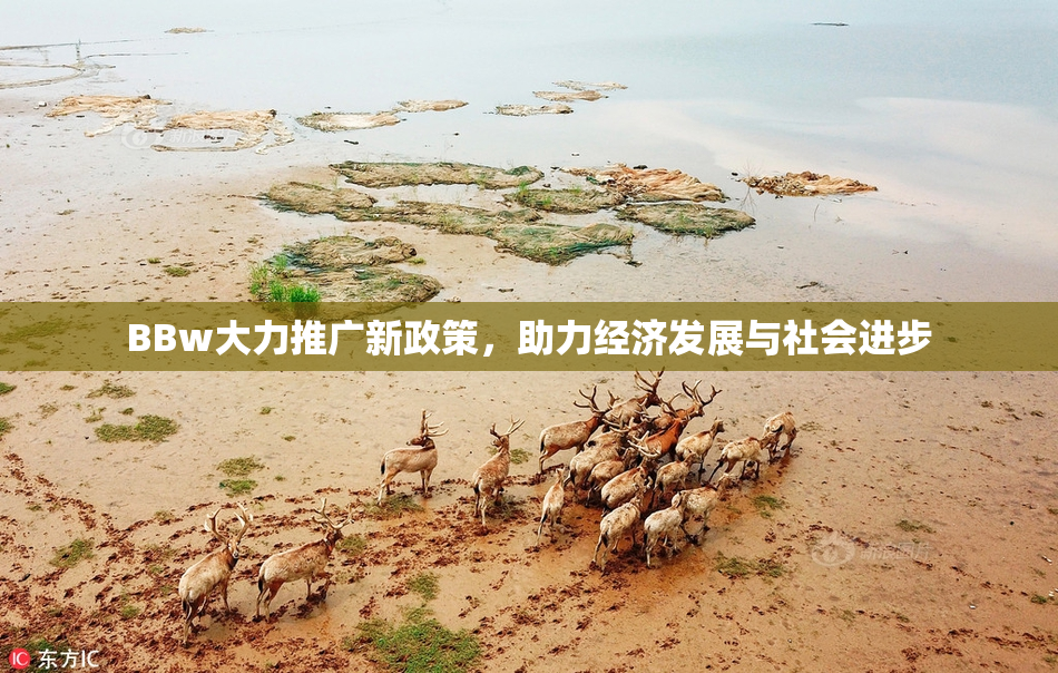 BBw大力推广新政策，助力经济发展与社会进步