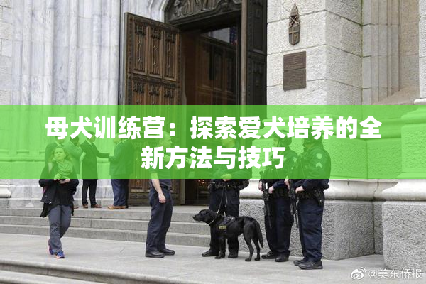 母犬训练营：探索爱犬培养的全新方法与技巧